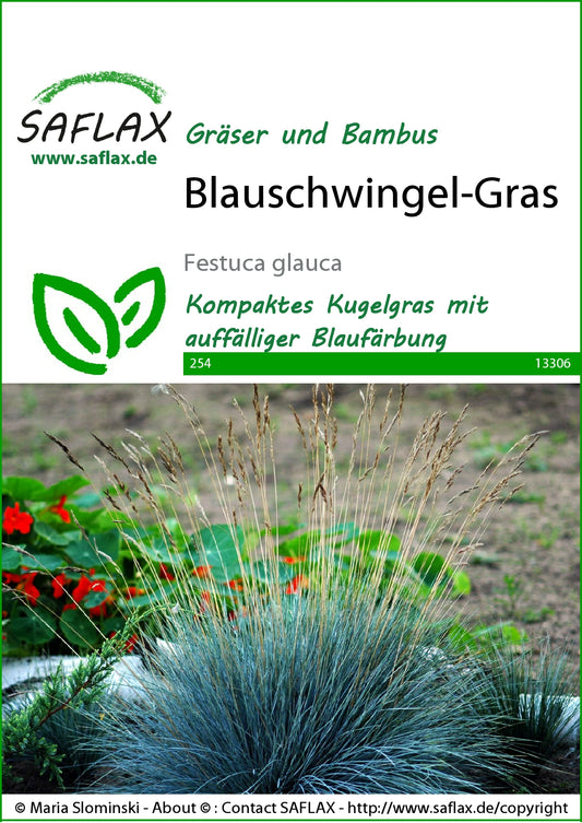  Blauschwingel Gras