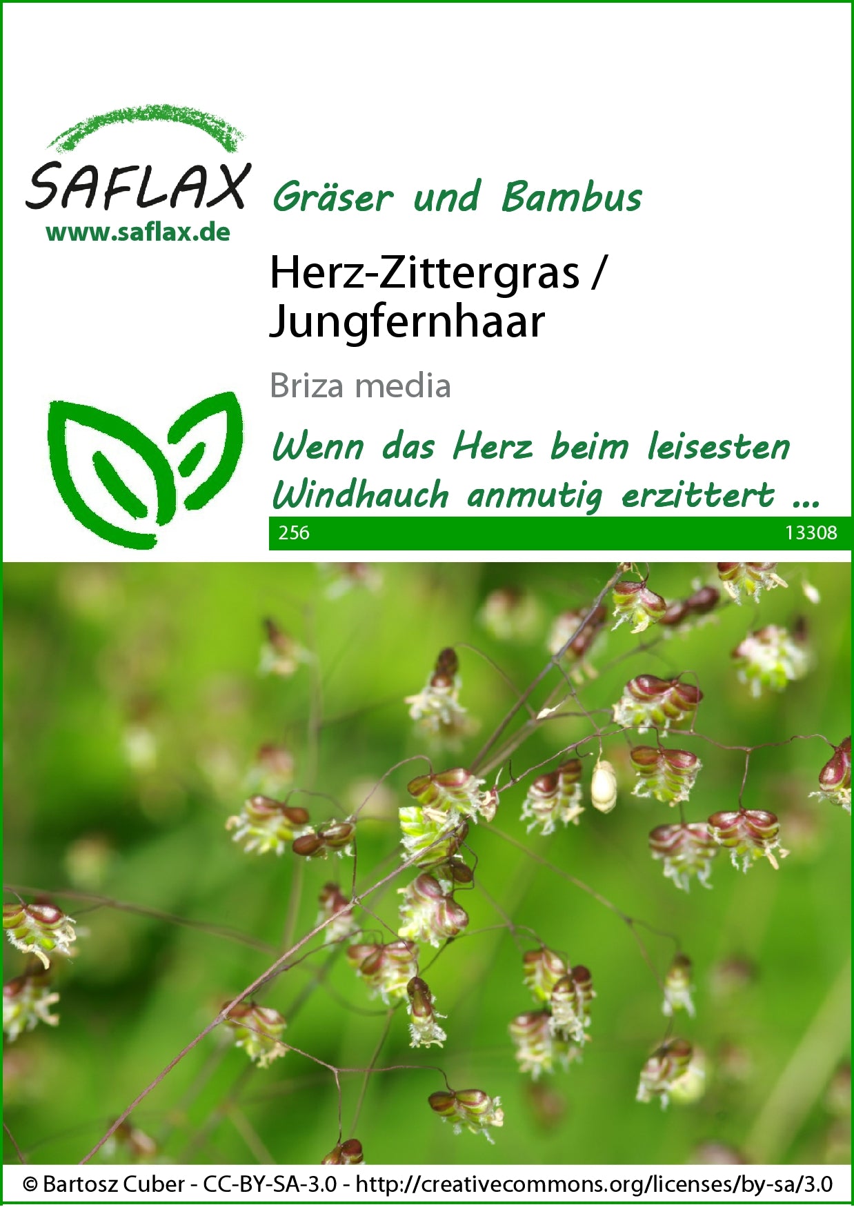  Herz-Zittergras / Jungfernhaar
