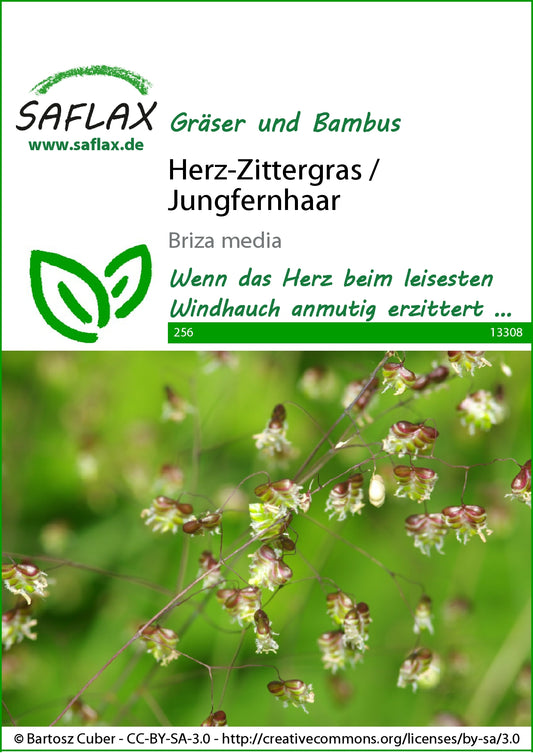  Herz-Zittergras / Jungfernhaar