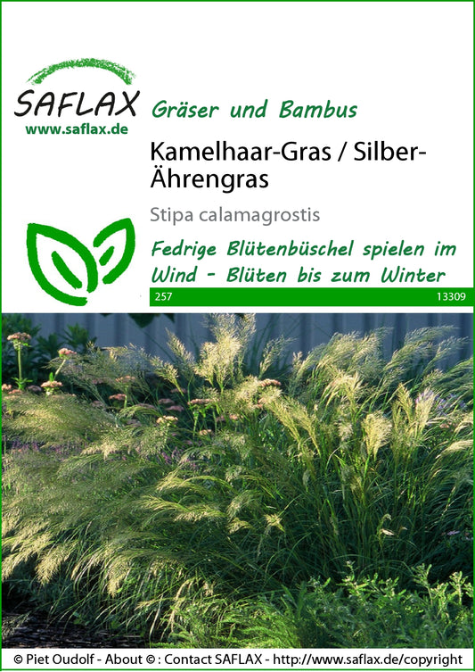  Kamelhaar-Gras / Silber-Ährengras