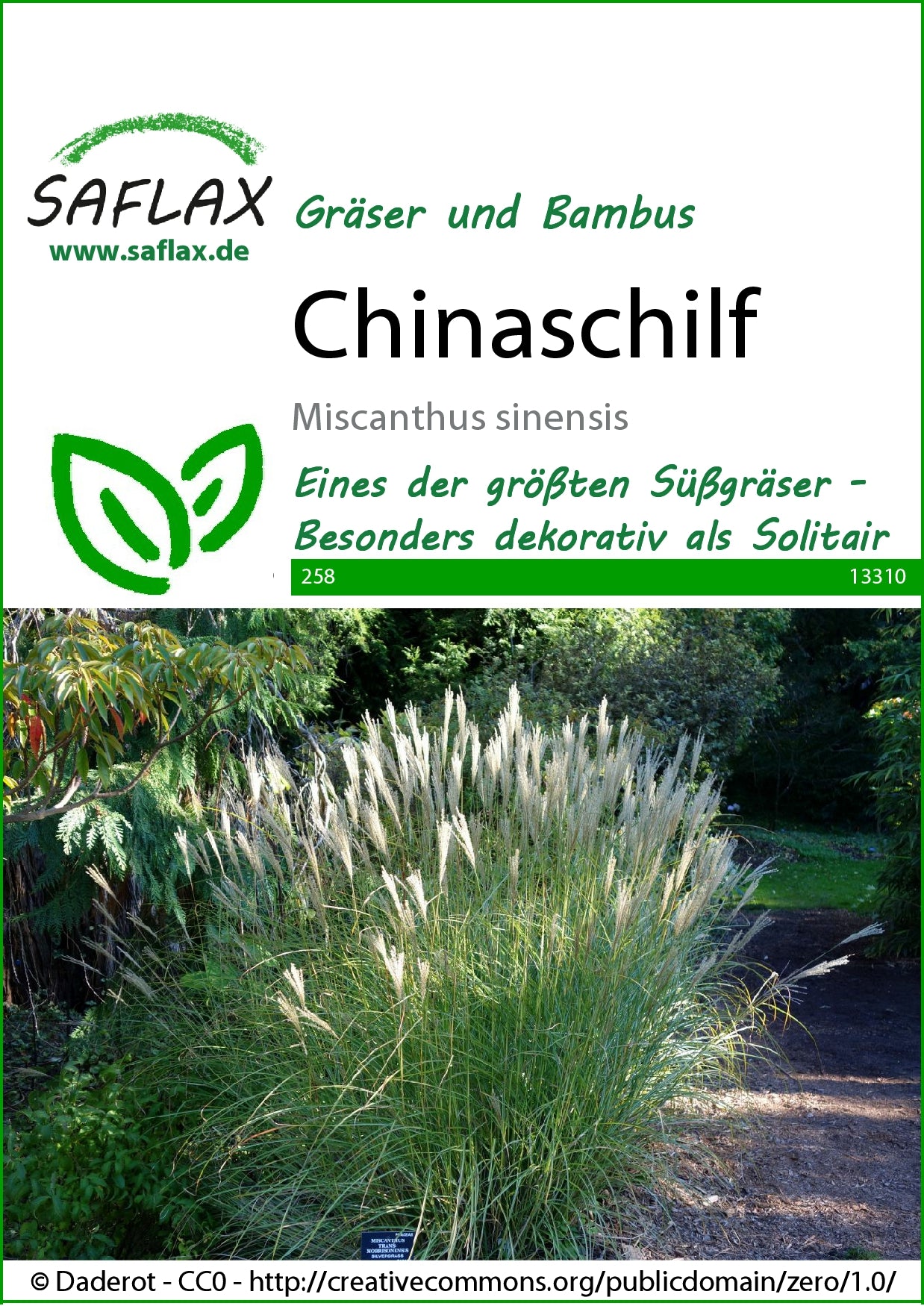  Chinaschilf