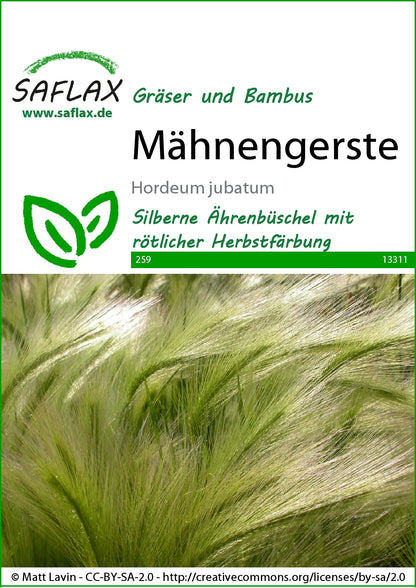  Mähnengerste