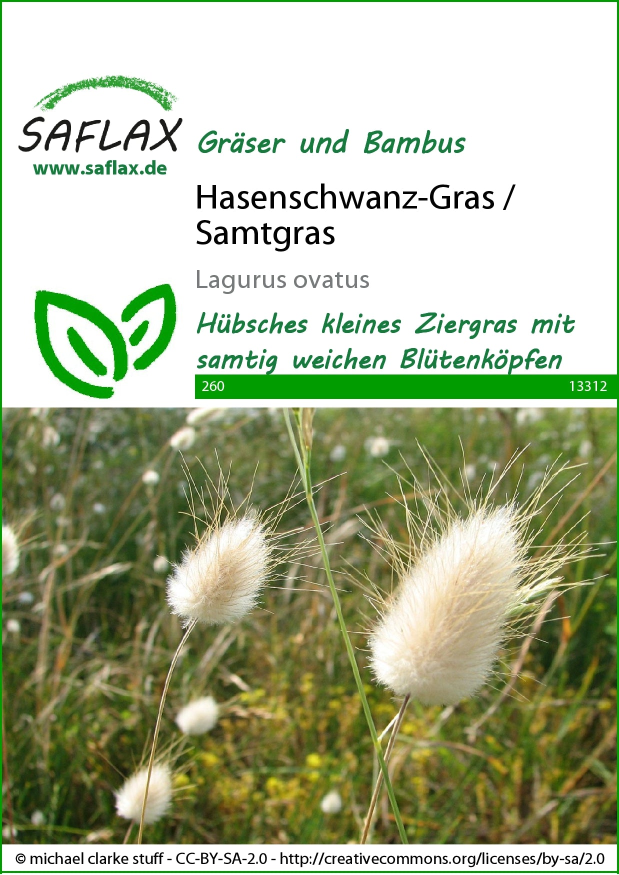  Hasenschwanz-Gras (Samtgras)