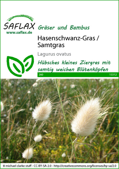  Hasenschwanz-Gras (Samtgras)