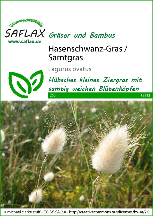  Hasenschwanz-Gras (Samtgras)