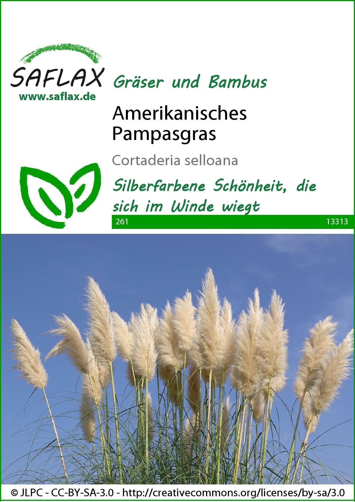  Amerikanisches Pampasgras