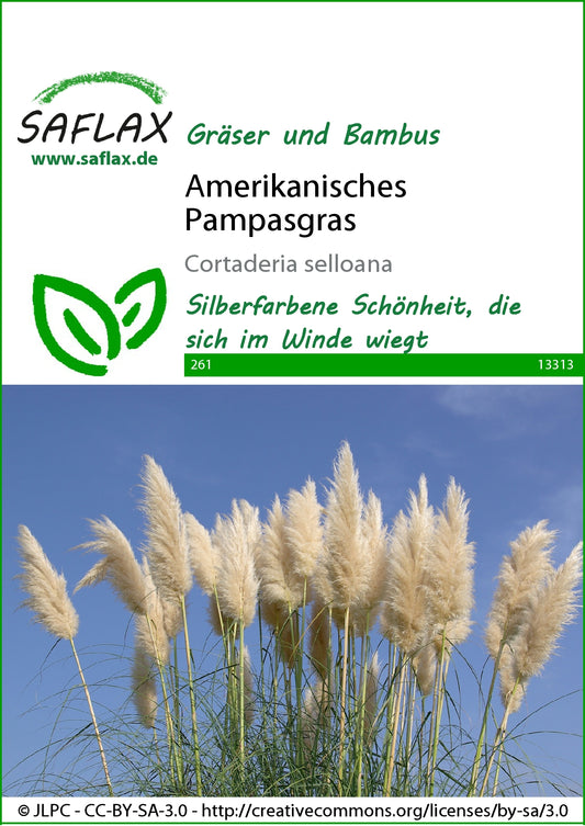  Amerikanisches Pampasgras