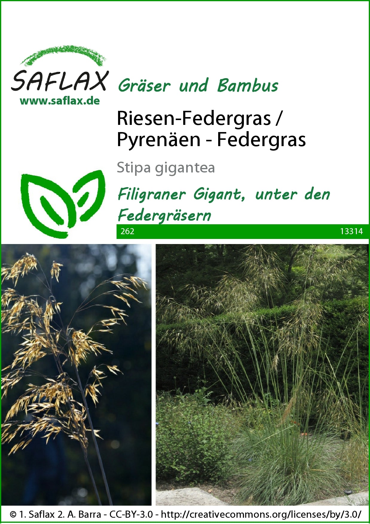  Riesen-Federgras (Pyrenäen-Federgras)