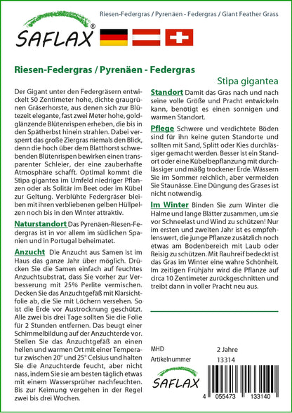  Riesen-Federgras (Pyrenäen-Federgras)