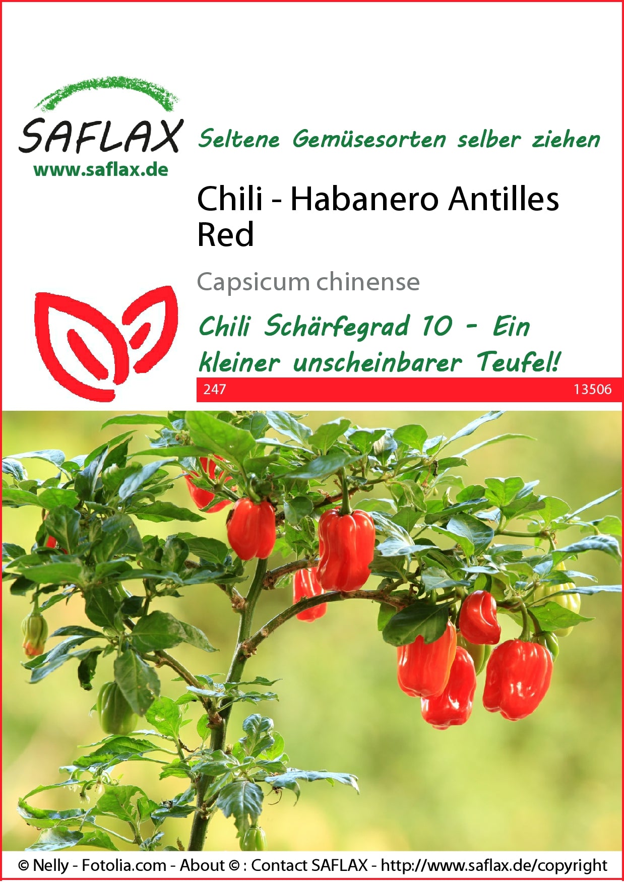  Chili Habanero Antilles Red