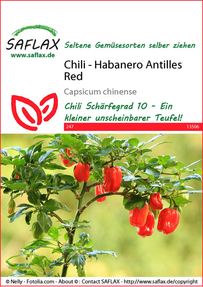  Chili Habanero Antilles Red