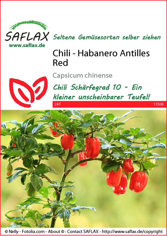  Chili Habanero Antilles Red
