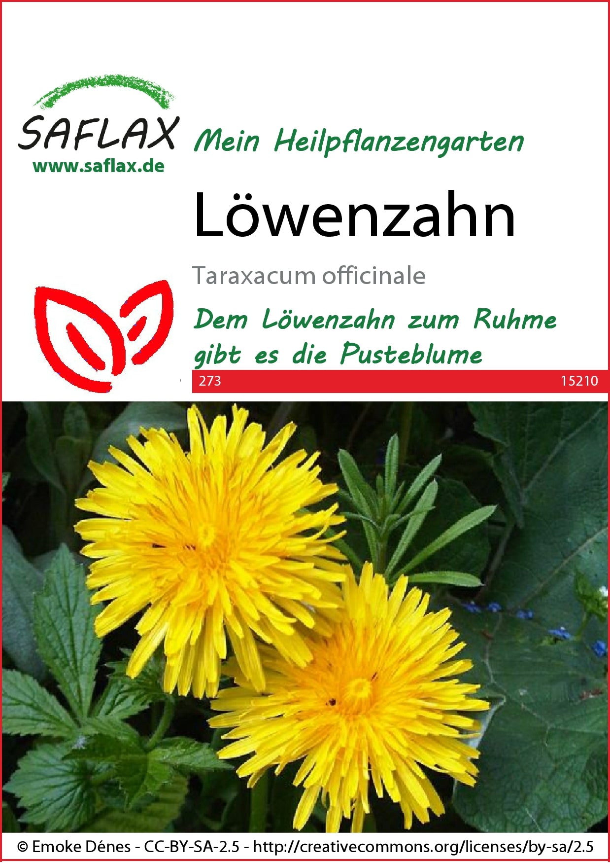  Löwenzahn