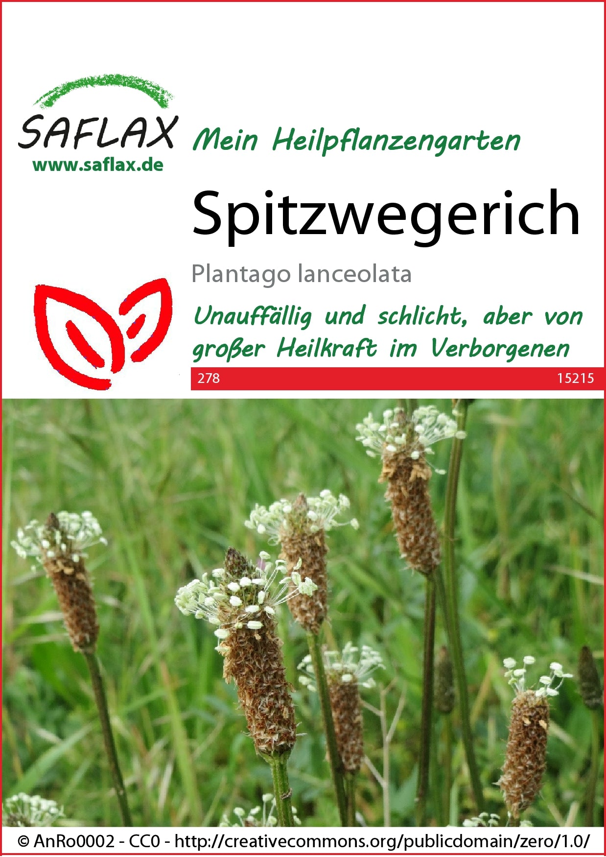  Spitzwegerich