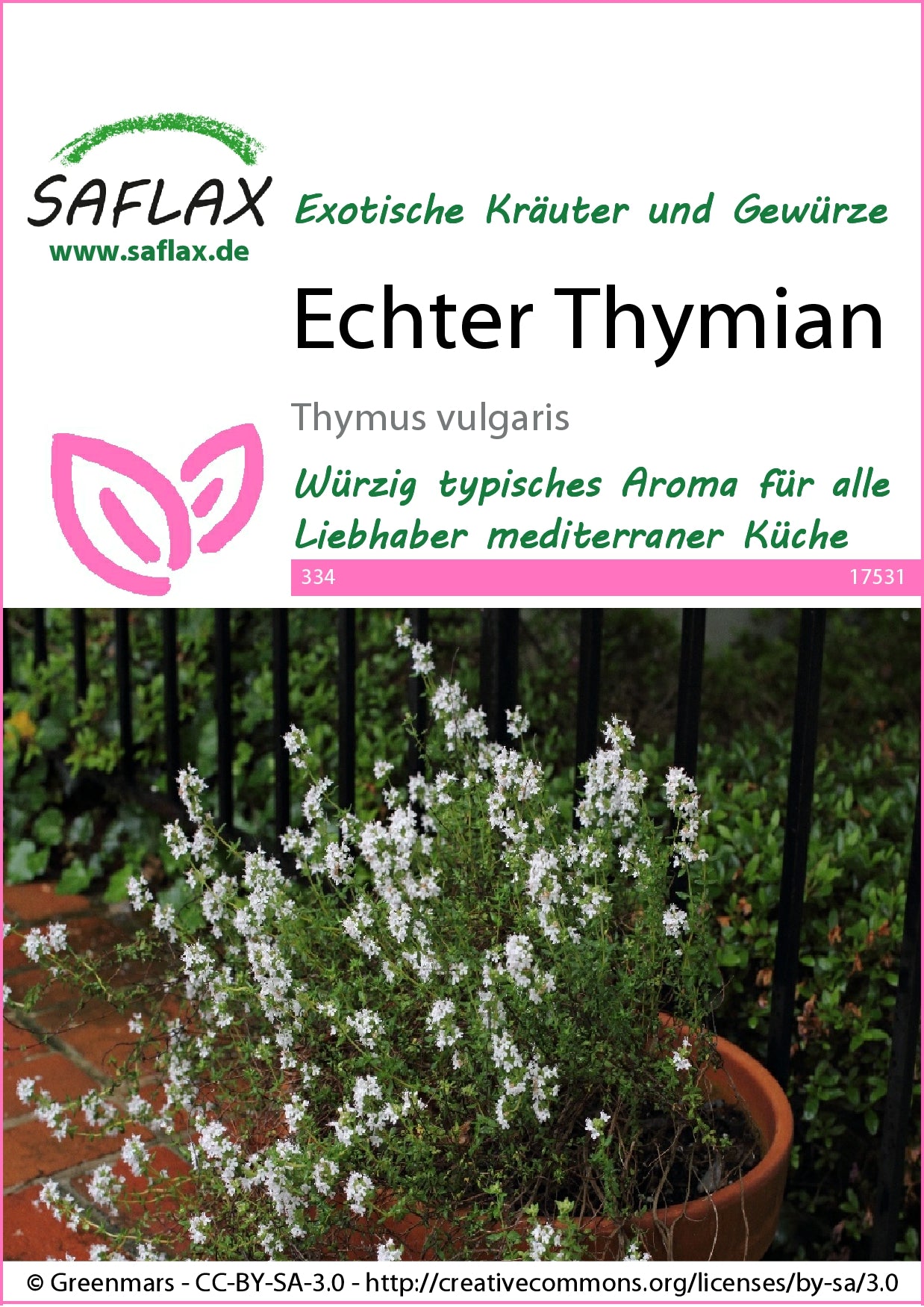  Echter Thymian