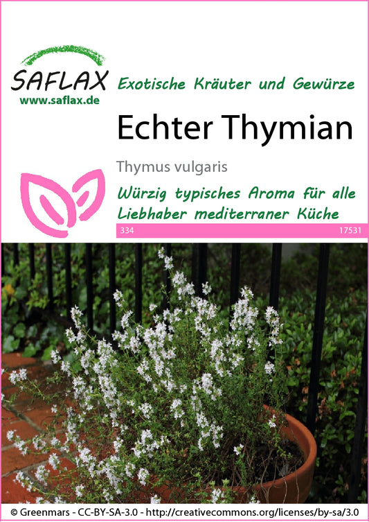  Echter Thymian