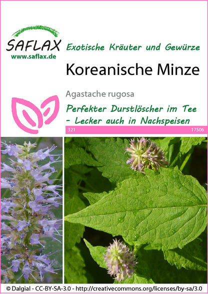  Koreanische Minze
