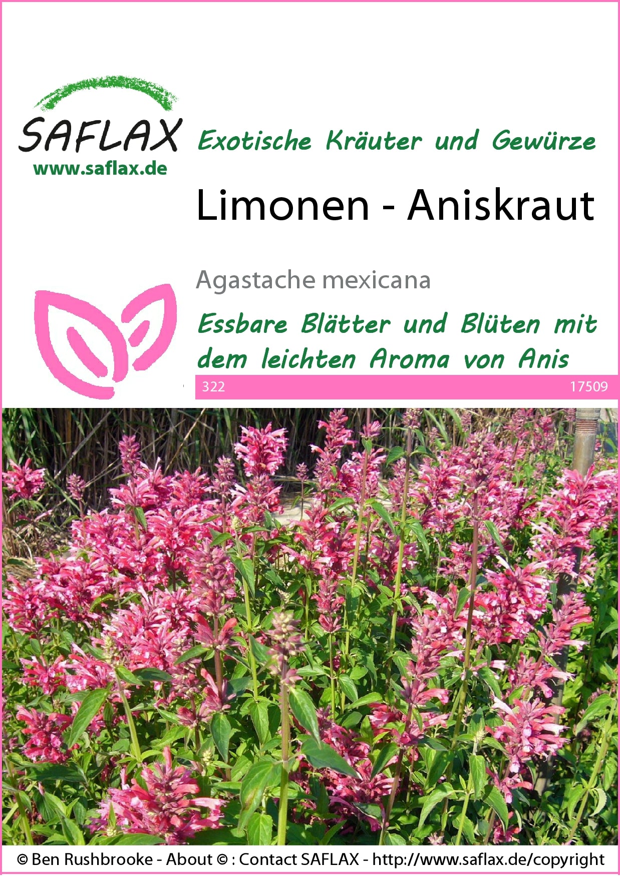  Limonen-Aniskraut
