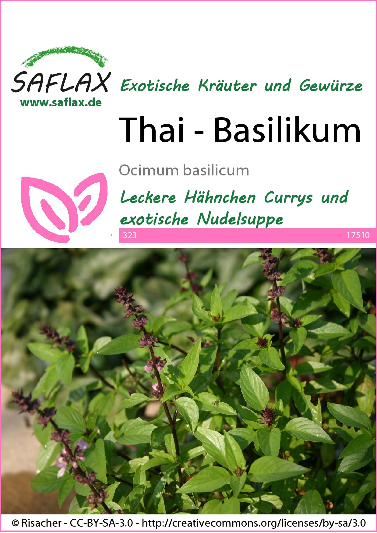  Thai-Basilikum