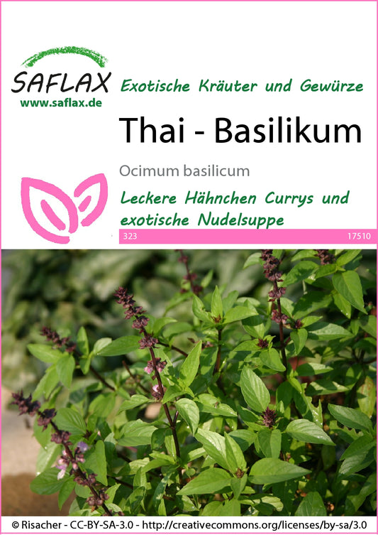  Thai-Basilikum