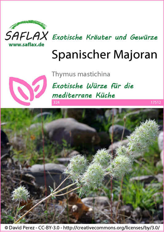  Spanischer Majoran