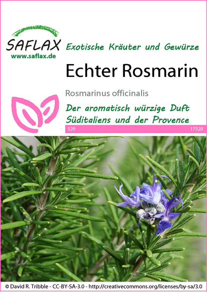  Echter Rosmarin