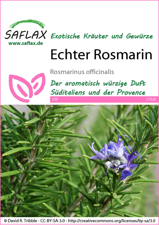  Echter Rosmarin