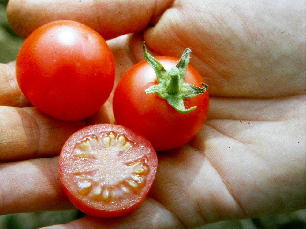  BIO Cocktailtomate Cerise Rot
