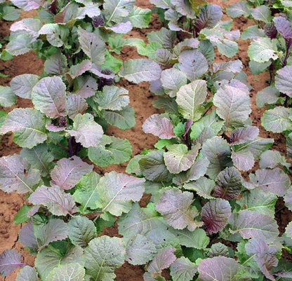  BIO Abessinischerer Kohl Carina