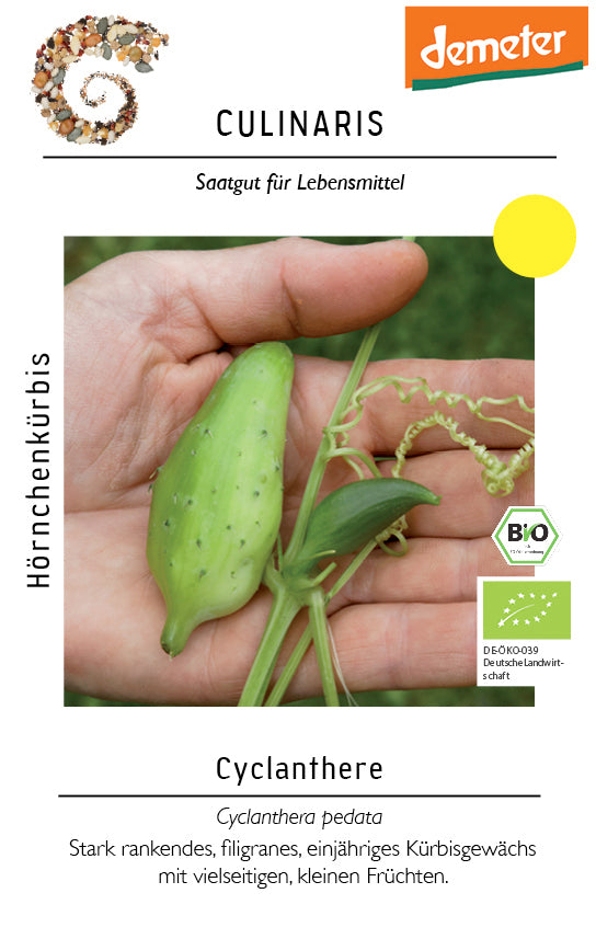  BIO Cyclanthere, Hörnchenkürbis