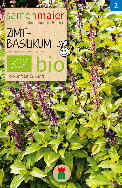 BIO Zimtbasilikum