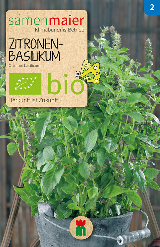  BIO Zitronenbasilikum