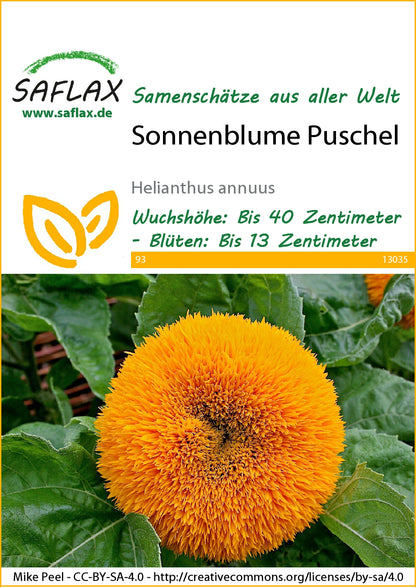  Sonnenblume Puschel