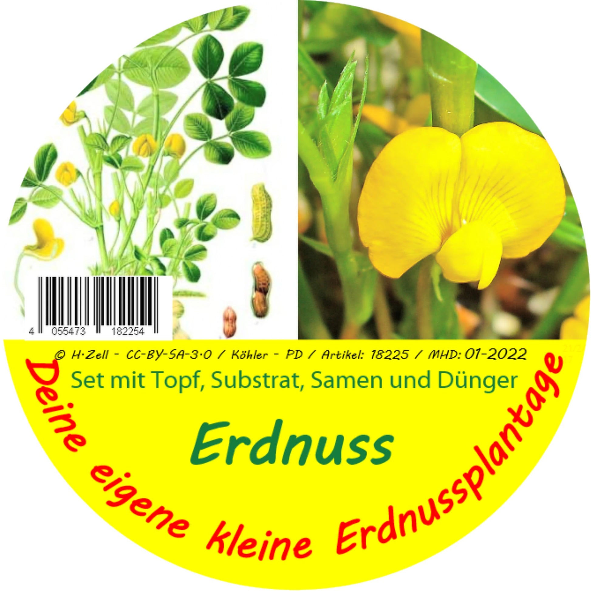  Erdnuss