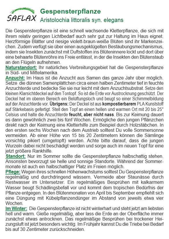  Garden To Go Gespensterpflanze