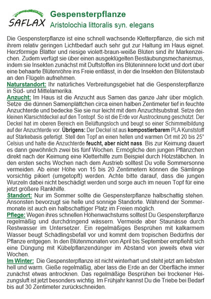  Garden To Go Gespensterpflanze