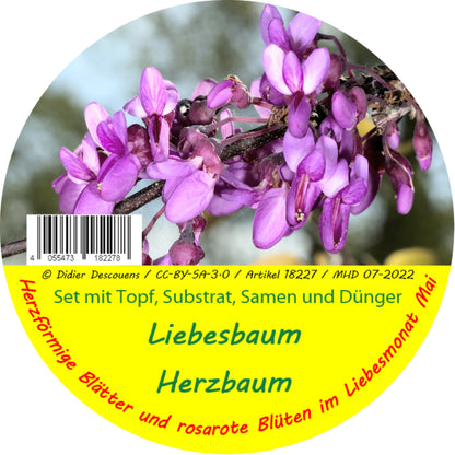  Liebesbaum