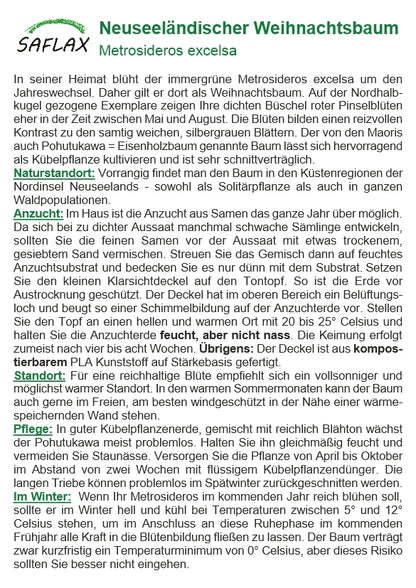  Neuseeländischer Weihnachtsbaum