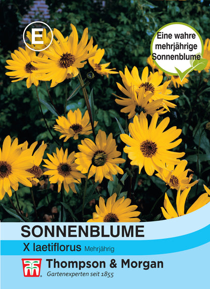  Sonnenblume Helianthus X Laetiflorus