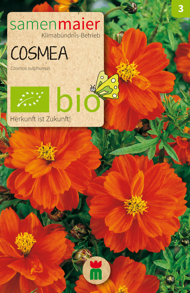  BIO Cosmea Schmuckkörbchen Orange
