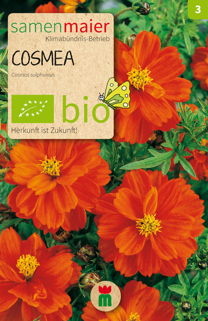  BIO Cosmea Schmuckkörbchen Orange