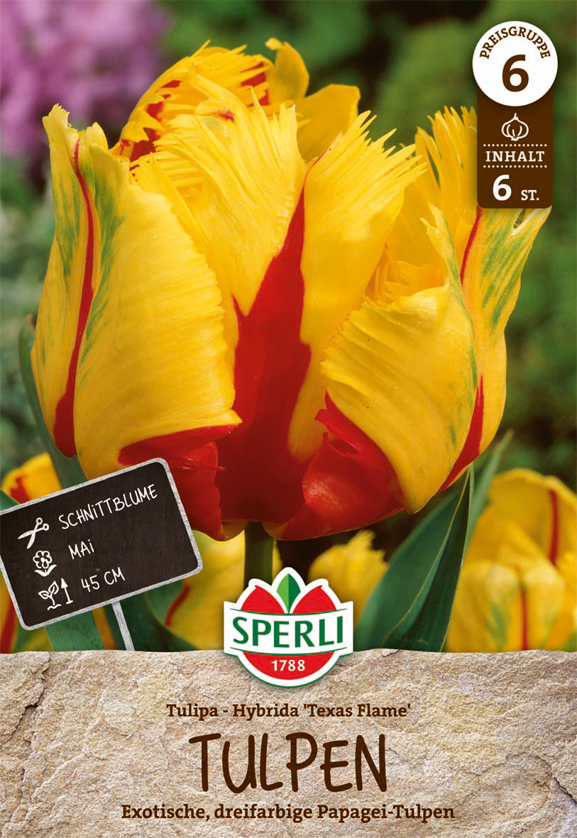  Tulpe Texas Flame (6 Stück)
