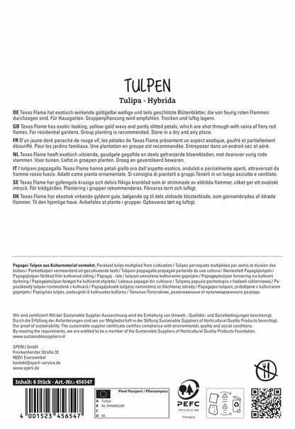  Tulpe Texas Flame (6 Stück)