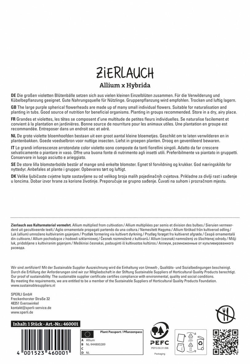  Zierlauch Dutchman (1 Stück)