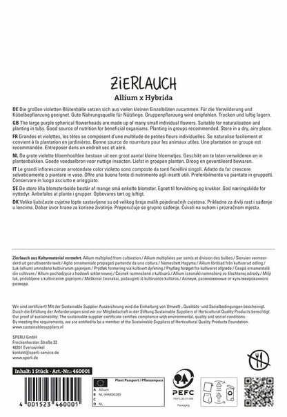 Zierlauch Dutchman (1 Stück)