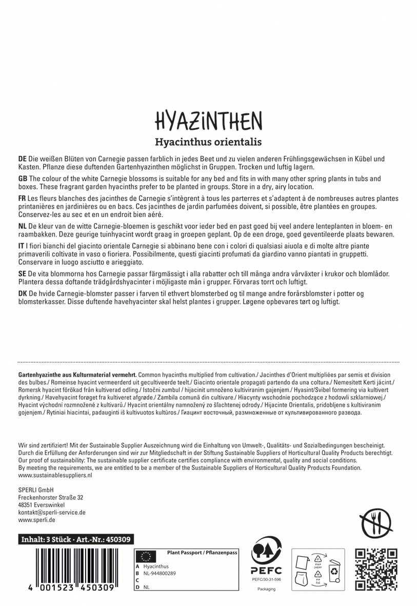  Hyazinthe Carnegie (3 Stück)