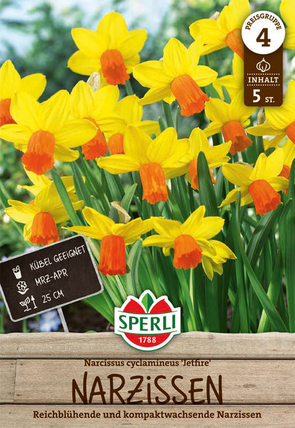  Botanische Narzisse Jetfire (5 Stück)