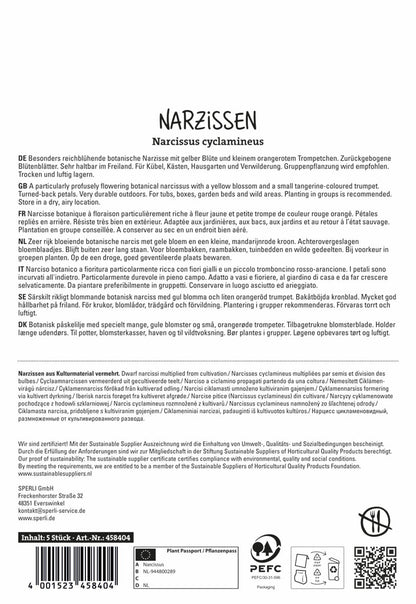  Botanische Narzisse Jetfire (5 Stück)