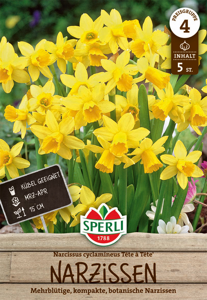  Botanische Narzisse Tete A Tete (5 Stück)