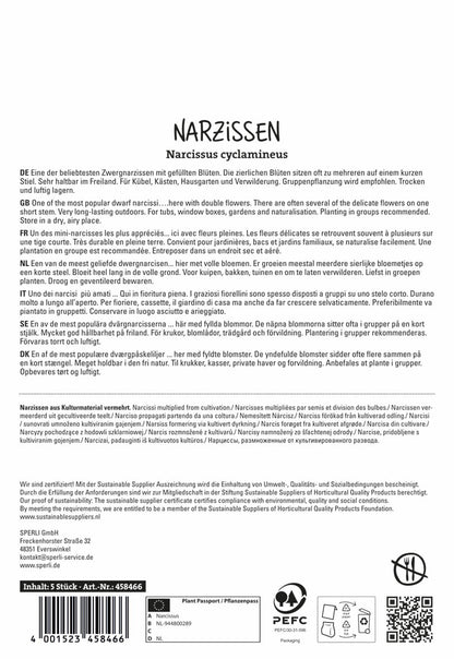  Botanische Narzisse Tete Boucle (5 Stück)